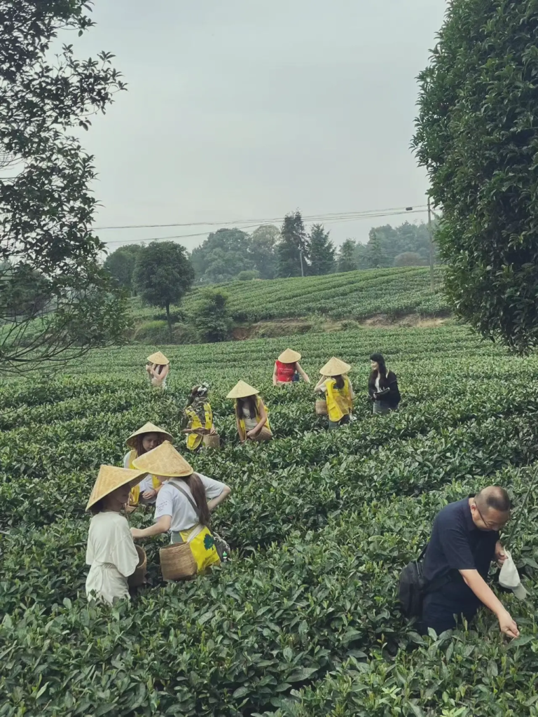 tea picking experience china foreign visitors tour.webp
