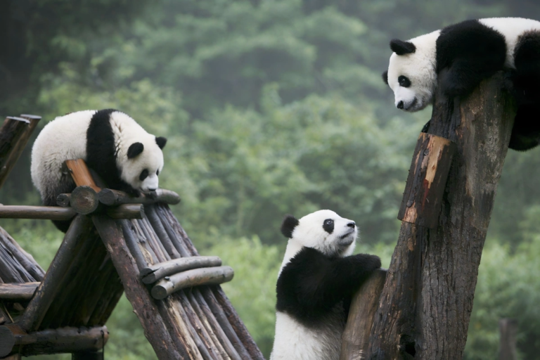 Three giant pandas playing together in China