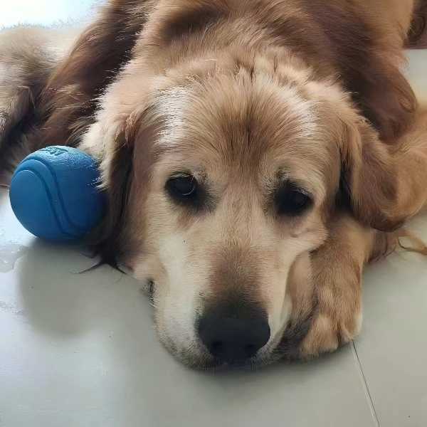 Golden Retriever Jesse relaxing beside the team at PandaRoaming