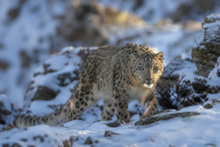 Wild snow leopard walking through a remote mountain landscape