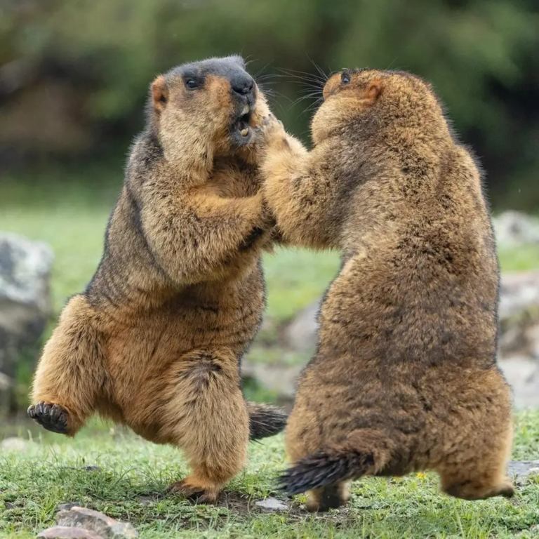 Two Himalayan marmots fighting in alpine grasslands on the Tibetan Plateau