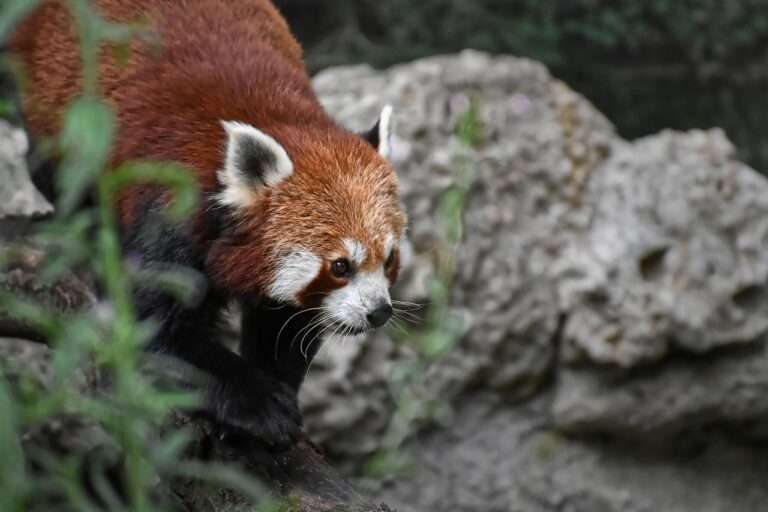animal, red panda, mammal, species, fauna, wildlife, panda, bear cat, nature, ailurus fulgens, zoo