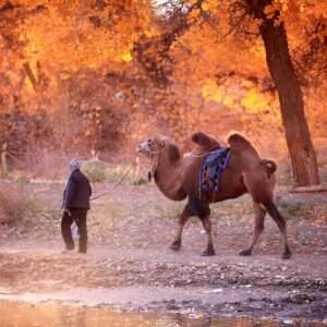 Elderly man from Xinjiang leading a camel across a desert landscape