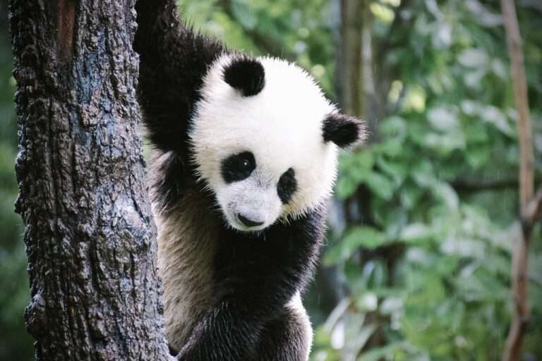 Cute giant panda resting in a natural environment in China