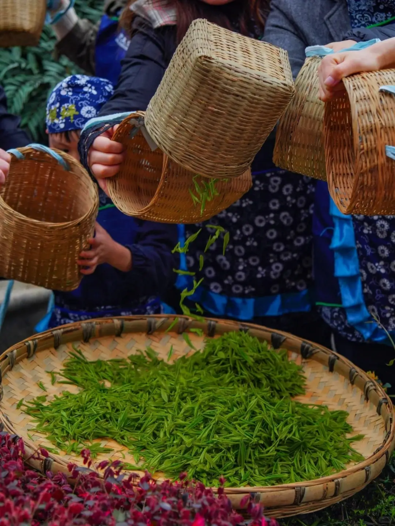 Traditional tea harvesting in Mengding Mountain with bamboo baskets filled with fresh tea leaves