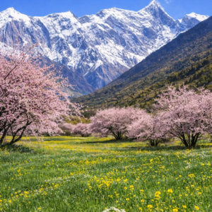 Peach blossoms and snow mountains in Nyingchi, Tibet