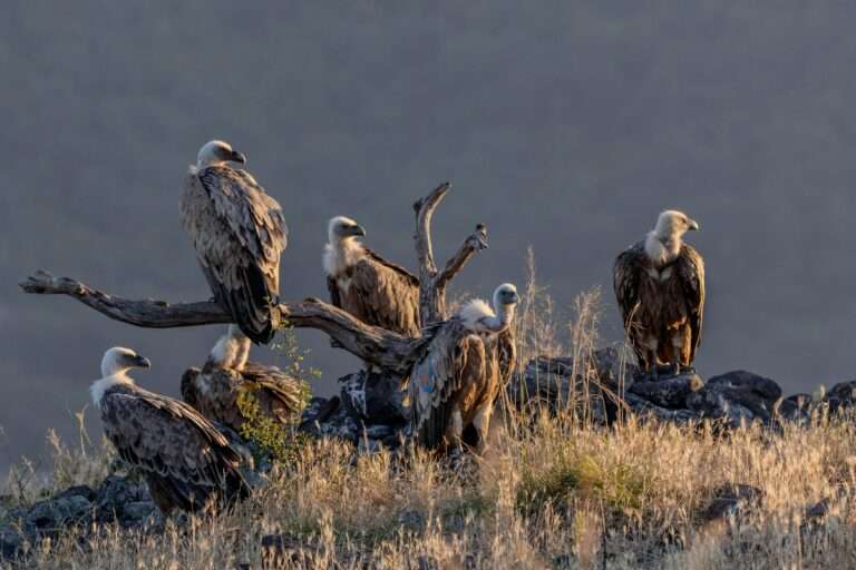 A group of vultures resting on rocky terrain amidst scenic natural surroundings.
