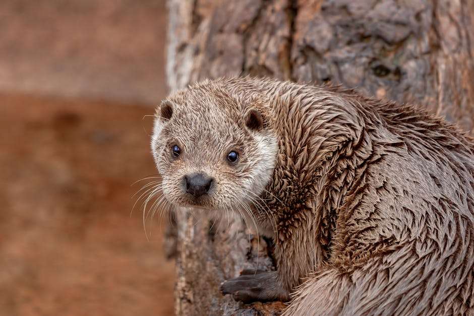 Detailed close-up of a wet otter perched on tree bark, showcasing its furry texture.