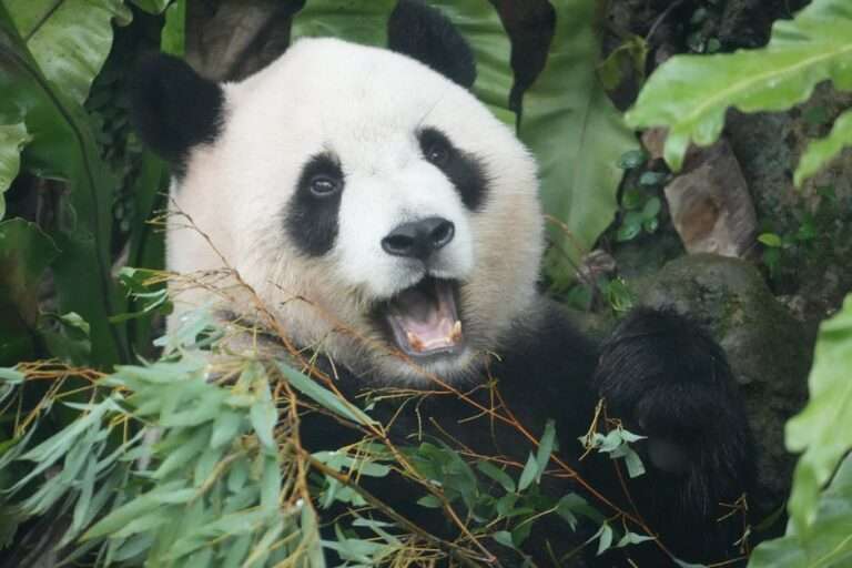 A giant panda happily chewing on bamboo amidst lush greenery, showcasing its natural habitat.