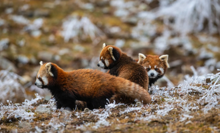 wild red pandas in their natural habitat in Sichuan