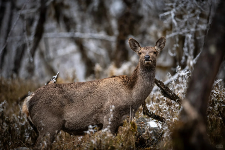 ull body of a sambar deer standing in a forest in Sichuan, China