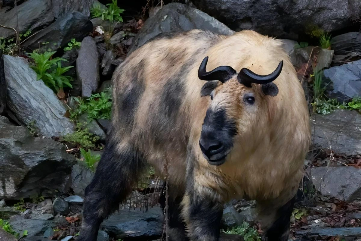 Wild takin standing in a mountainous natural habitat in Western China