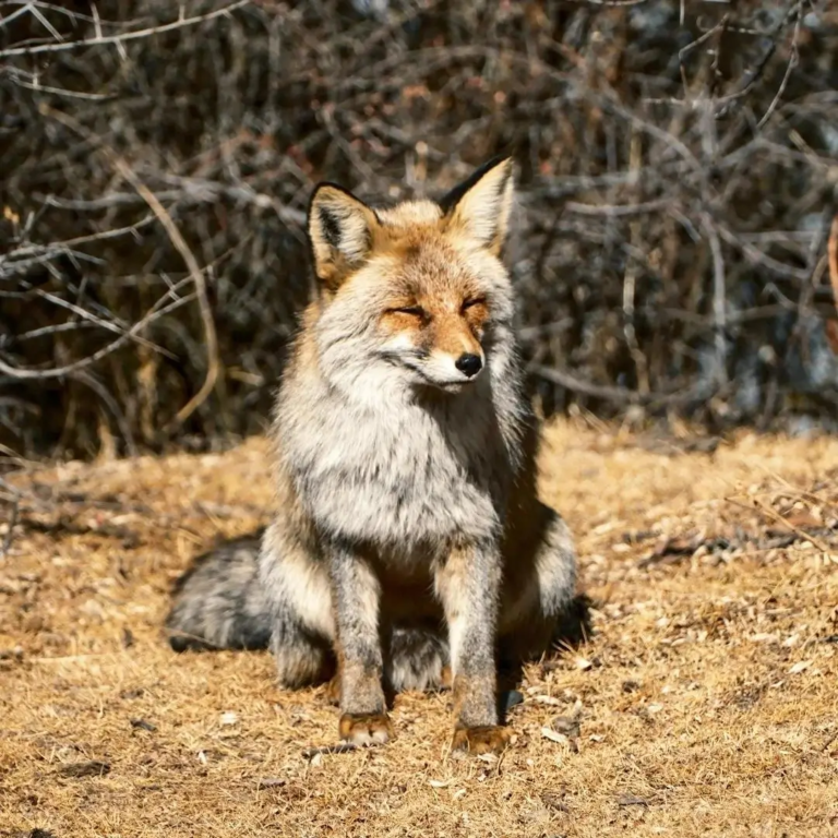 Tibetan fox walking through an alpine valley on the eastern Tibetan Plateau