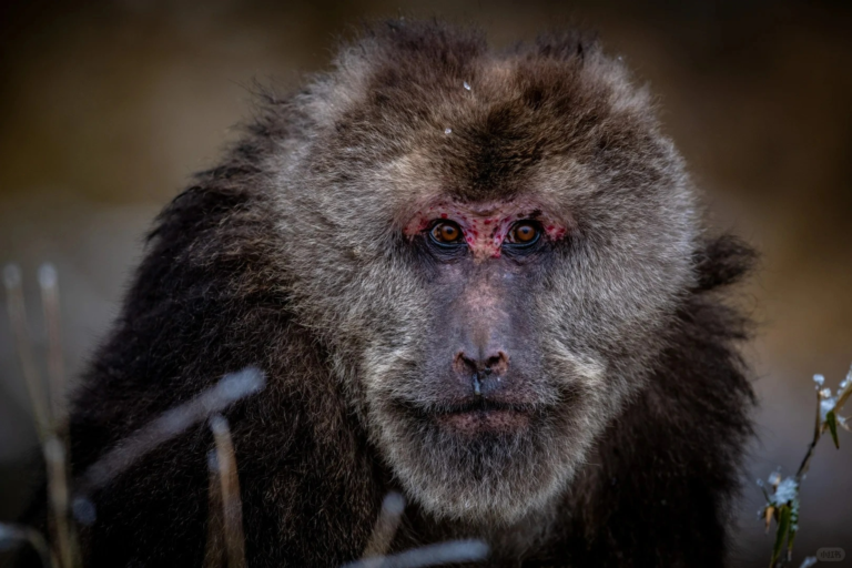 Close-up portrait of a Tibetan macaque in the forests of Sichuan