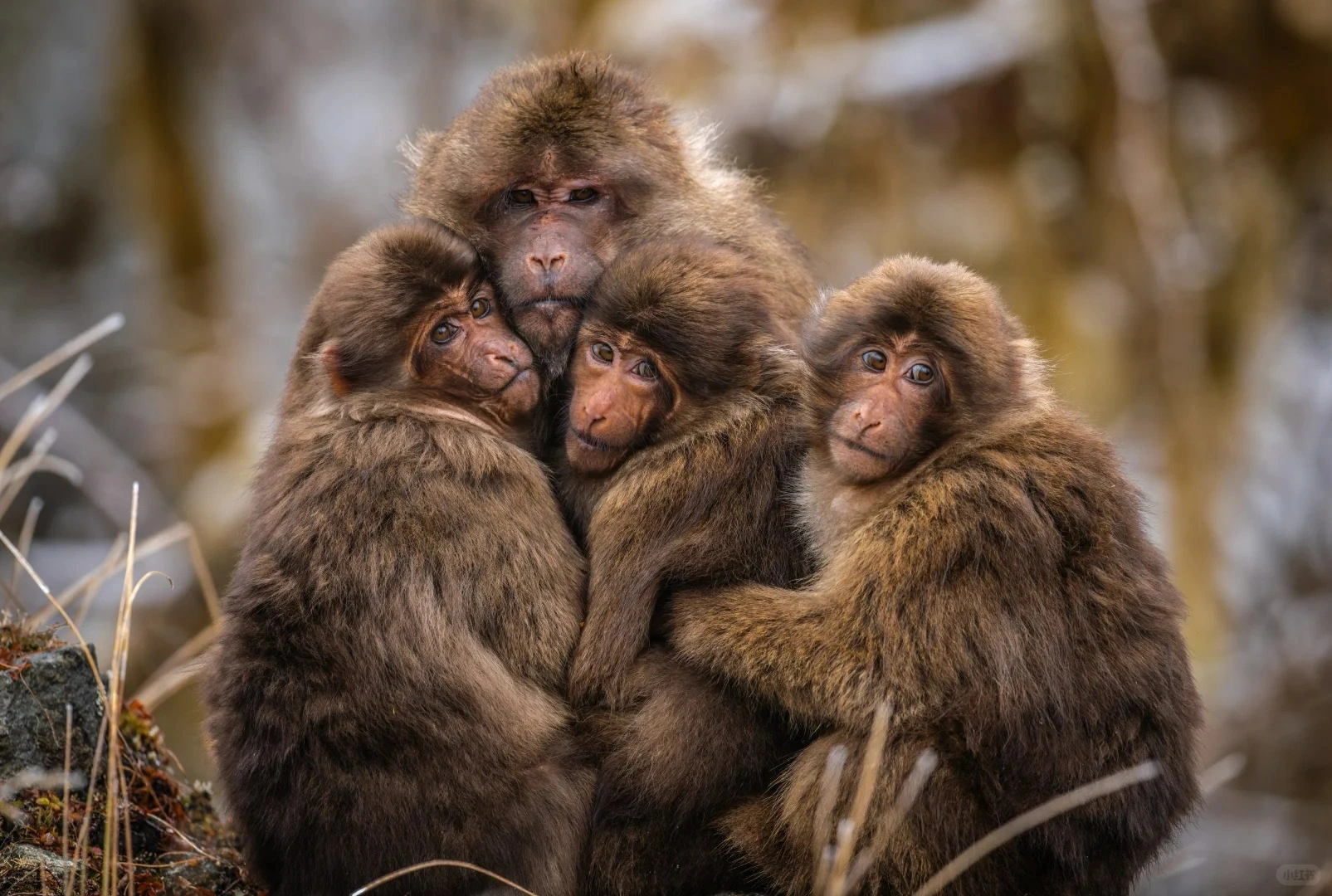 Four Tibetan macaques huddling together in Labahe Nature Reserve
