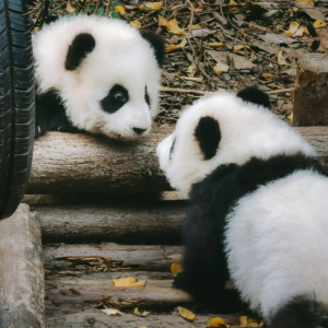 Two giant panda cubs playing together in Sichuan China