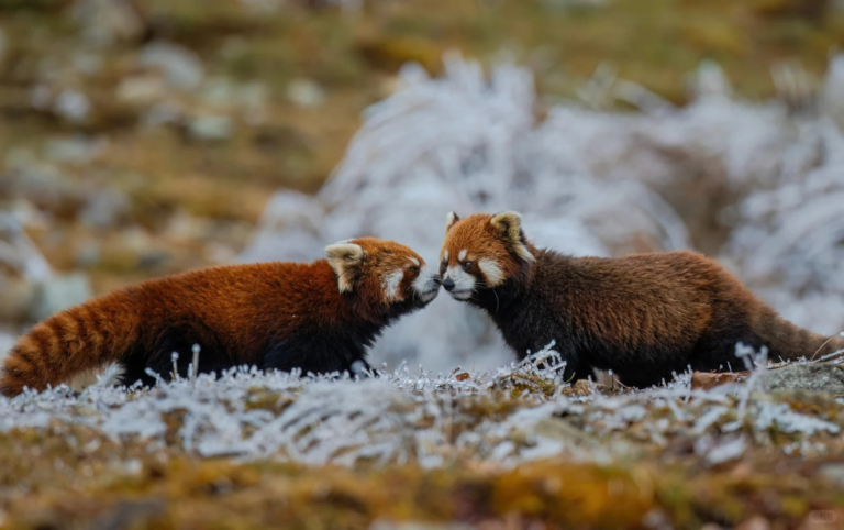 Two wild red pandas resting together in a forest in Western China
