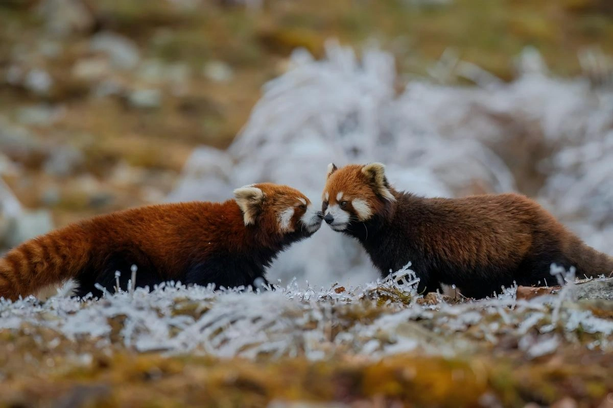 Two wild red pandas resting together