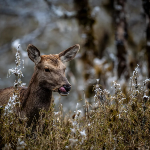 Wild sambar deer in a natural forest habitat in Western China