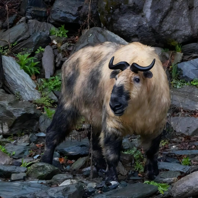 Close-up of a wild takin in the mountains of Western China