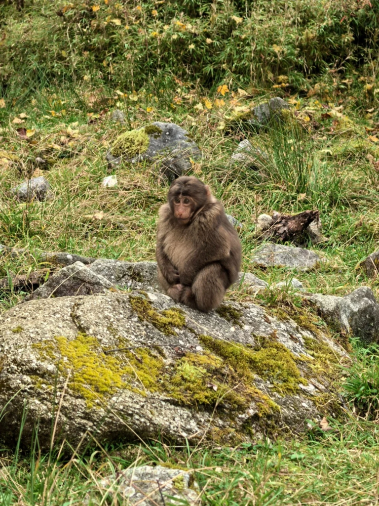 Young Tibetan macaque sitting in the forest in Sichuan