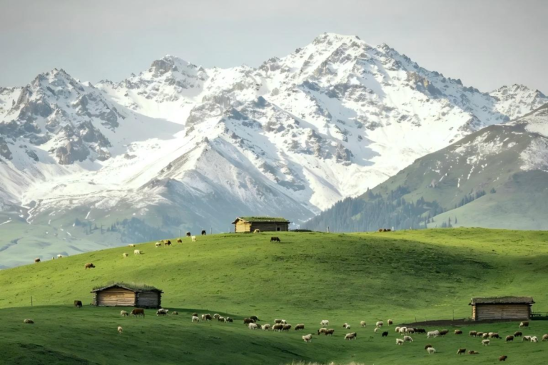 Lush grasslands and snow-capped mountains in Yili, Xinjiang, China