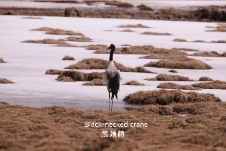 Black-necked crane in Sanjiangyuan wetlands, a rare bird species of the Tibetan Plateau in China