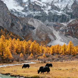 Autumn scenery of Daocheng Yading with colorful mountains