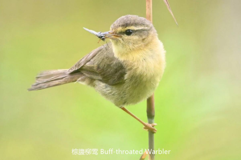 Dusky Warbler in Sichuan forest habitat during a China birding safari