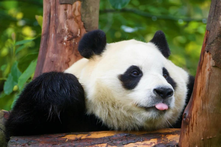 Giant panda in Sichuan, China
