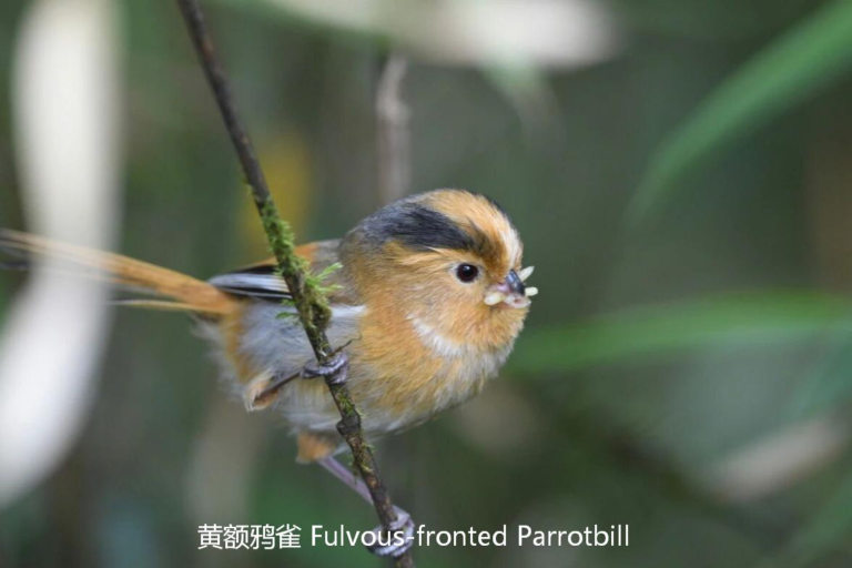 Gold-fronted Fulvetta observed during a Sichuan birding safari in China's mountain forests