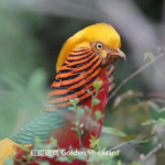 Golden Pheasant in Sichuan forest, a highlight species of China's wildlife safari