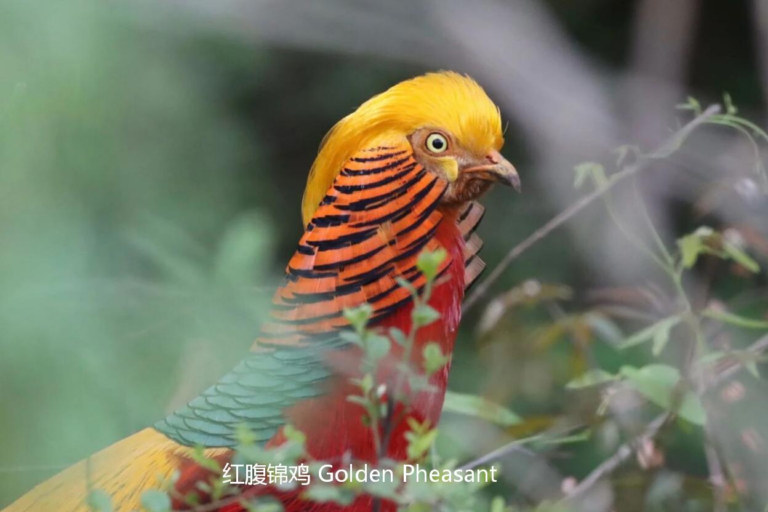 Golden Pheasant in Sichuan forest, a highlight species of China's wildlife safari
