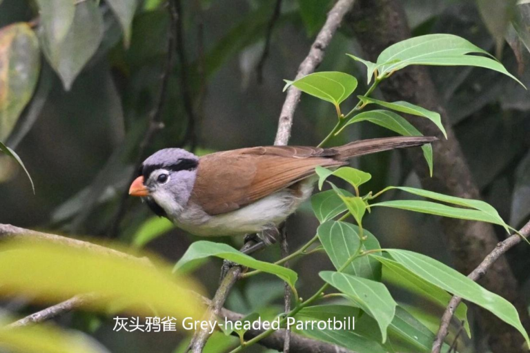 Grey-headed Parrotbill in Sichuan forest habitat during a rare birding expedition