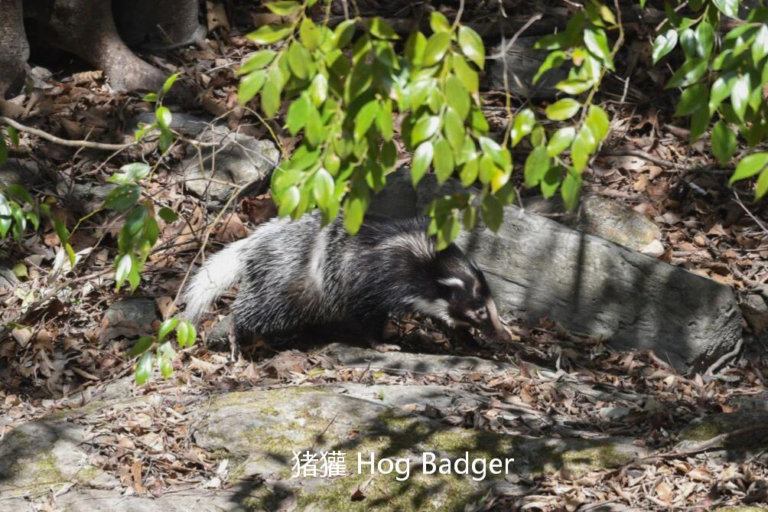 Hog Badger in Sichuan forest ecosystem during a China wildlife safari