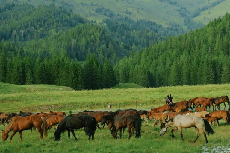 Open pasture landscape in Northern Xinjiang