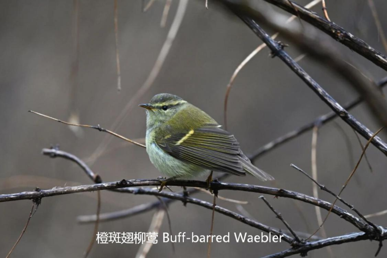 Orange-flanked Bush Robin in Sichuan mountain forest during a birding tour