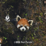 Red Panda in Sichuan forest habitat during a wildlife safari in China