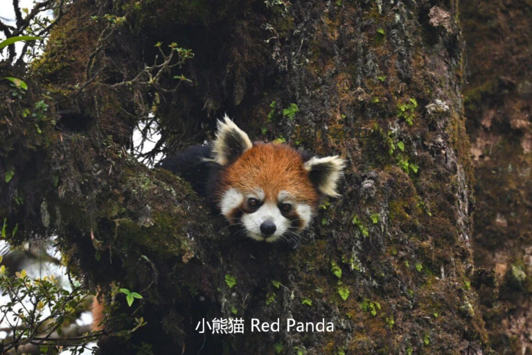 Red Panda in Sichuan forest habitat during a wildlife safari in China