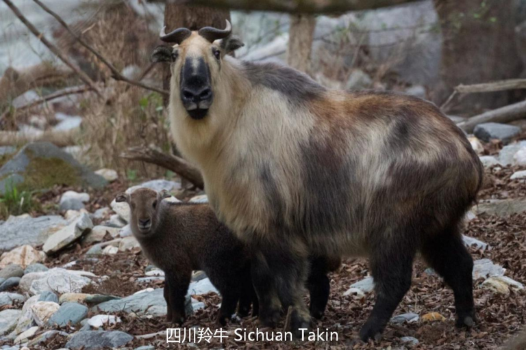Sichuan Takin in Tangjiahe wildlife habitat, Sichuan China