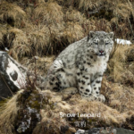 Snow leopard in Sanjiangyuan National Park during a wildlife safari on the Tibetan Plateau, China