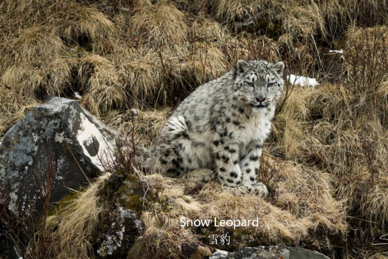 Snow leopard in Sanjiangyuan National Park during a wildlife safari on the Tibetan Plateau, China
