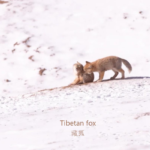 Tibetan fox in the Tibetan Plateau wilderness during a wildlife safari in Western China