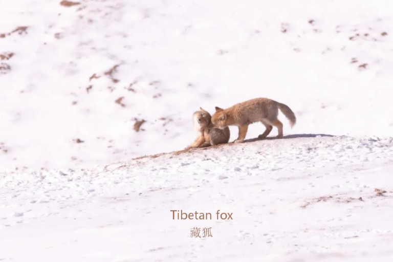 Tibetan fox in the Tibetan Plateau wilderness during a wildlife safari in Western China