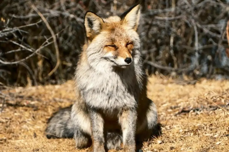 Wild Tibetan fox in the natural landscape of Western Sichuan