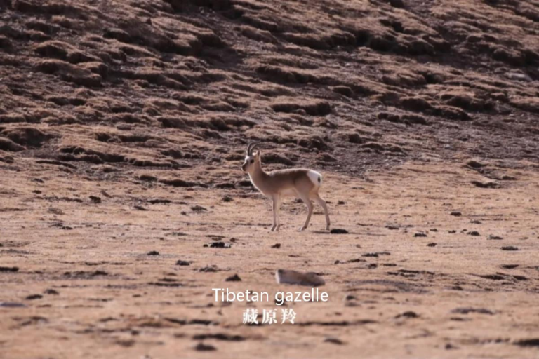 Tibetan gazelle in the Sanjiangyuan National Park region of the Tibetan Plateau, China wildlife safari