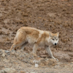 Tibetan wolf in Sanjiangyuan National Park, high-altitude wildlife of the Tibetan Plateau, China