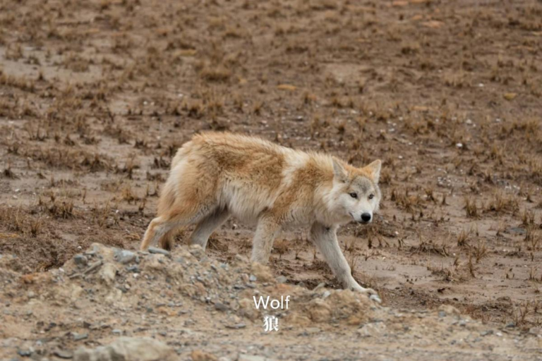 Tibetan wolf in Sanjiangyuan National Park, high-altitude wildlife of the Tibetan Plateau, China
