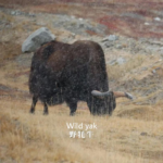 Wild yak roaming the Tibetan Plateau grasslands in the Sanjiangyuan wildlife region of China