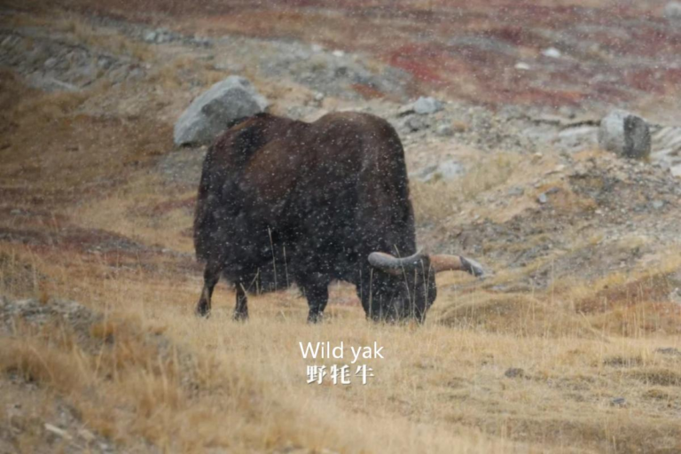 Wild yak roaming the Tibetan Plateau grasslands in the Sanjiangyuan wildlife region of China
